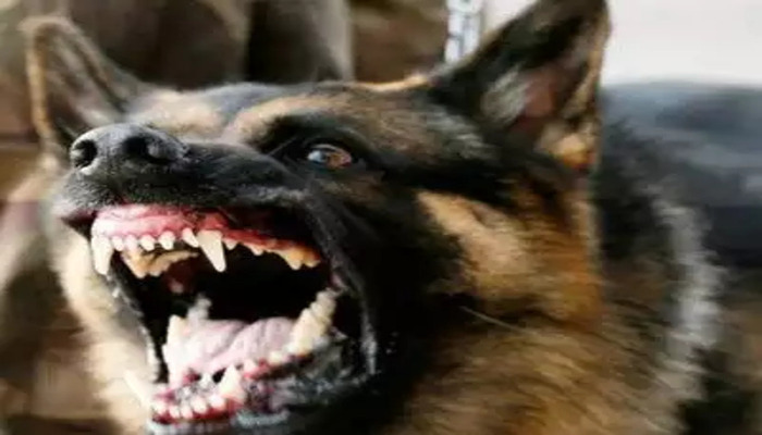 65-year-old Safdar Ali mauled to death by dogs on AMU campus, video viral