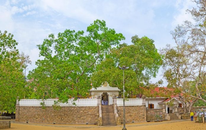 Sri Lanka bodhi tree