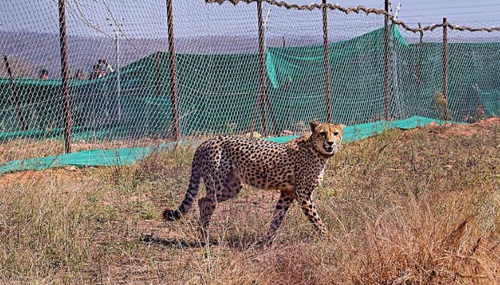 Male cheetah named ‘Uday’ brought from South Africa dies of illness at Kuno national park in Madhya Pradesh