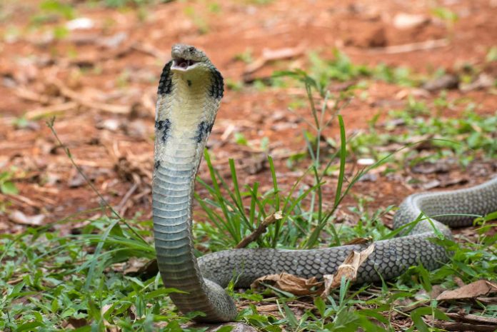 cobra