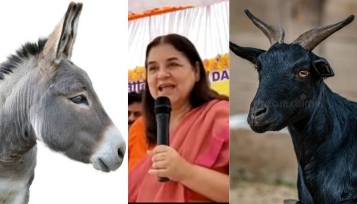 maneka gandhi