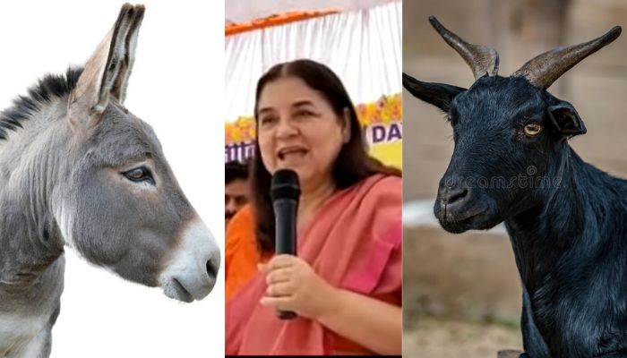 Maneka Gandhi bats for making soaps from donkey milk to make sure donkeys remain relevant in modern times