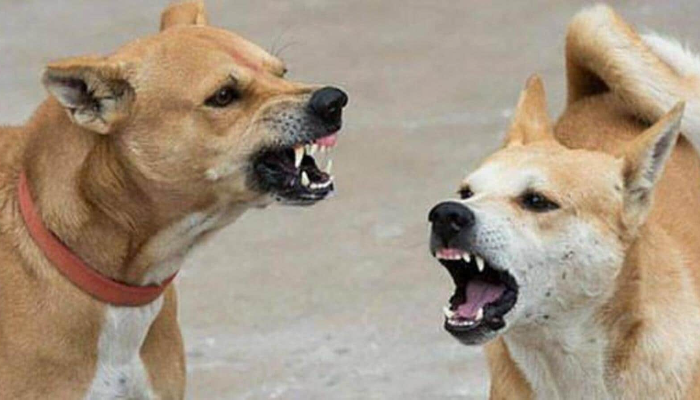 Stray dogs menace: 5-year-old girl mauled to death in Chhattisgarh