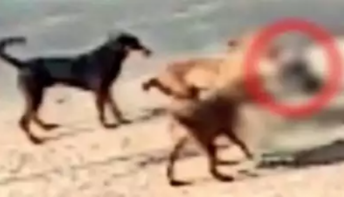 Attack captured on CCTV shows dogs dragging, biting, flinging and scratching the infant.