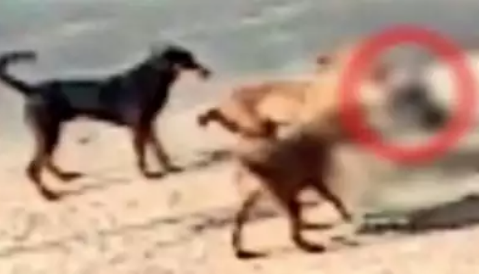 Ahmedabad: Stray dogs snatch infant from the cradle and maul her