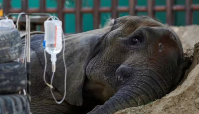 elephant