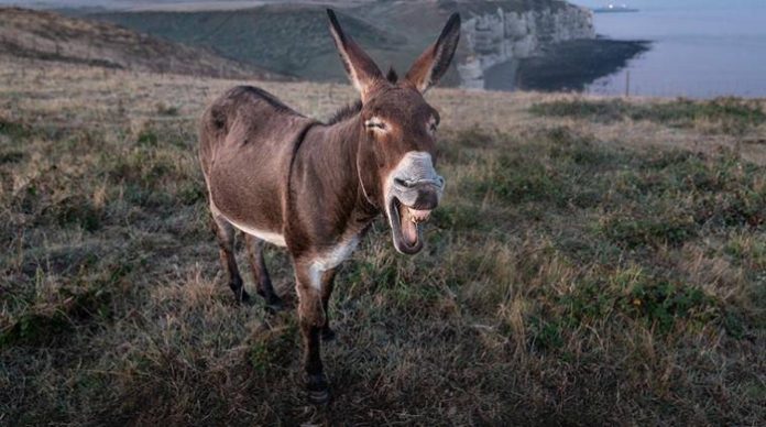 Donkey