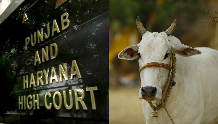 The allegations are very serious: Punjab and Haryana HC rejects bail plea of Shrif who illegally transported cows for slaughtering