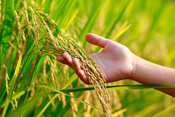 Over 830 tonnes of paddy procured, says Food Ministry