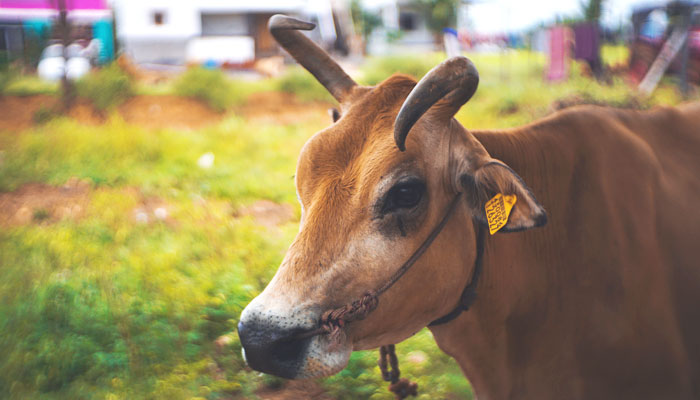 Maharashtra: Usman Khan tried to rape a pregnant cow owned by Bajrang Dal activist, failing which, he inserted a blade, tried to rip out her organs, arrested