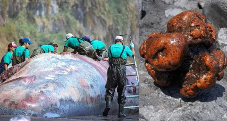 Pathologist conducts postmortem exam of a dead whale in Canary Islands, finds ‘Treasure’ worth $500,000 inside it