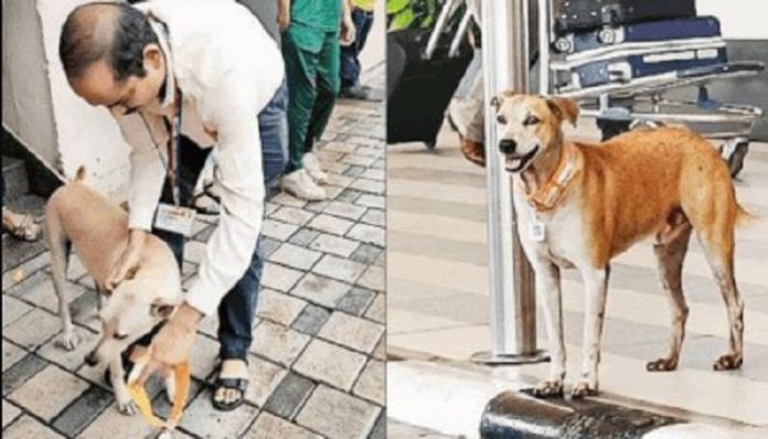 Aadhaar cards for stray dogs