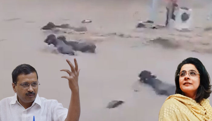 AAP spokesperson uses video of drowning animals to mock PM Modi, gets called out by netizens for her insensitivity