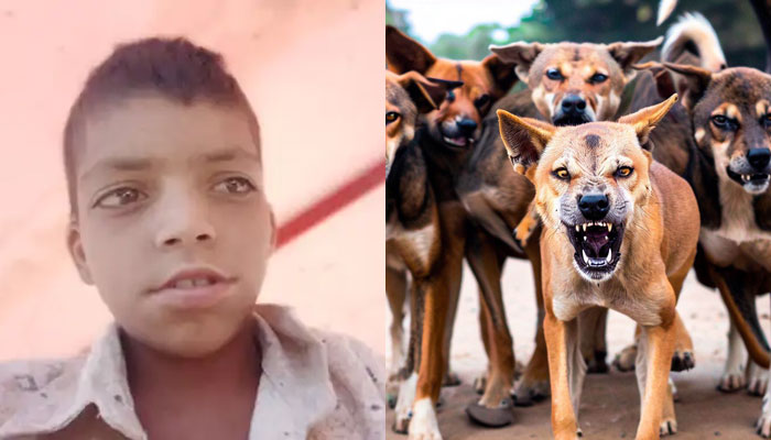 Stray dogs kill 12-year-old in Rajasthan, bit him over 50 times: Doctors failed to find a vein to inject drip due to injuries