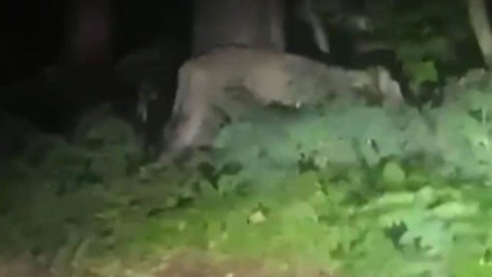 Suspected lioness Berlin