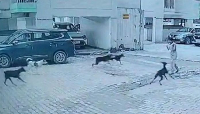 Street dog menace