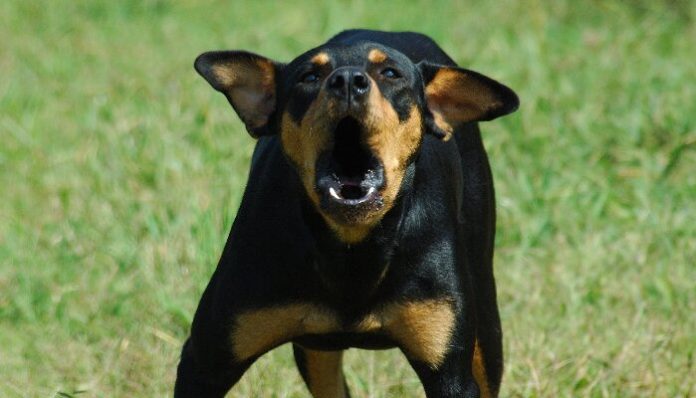 Representational image from Wag