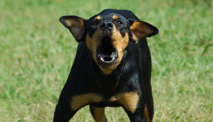 Karnataka: Angry over a barking dog, man stabs a senior citizen mistakenly assuming him to be the “dog parent”, arrested