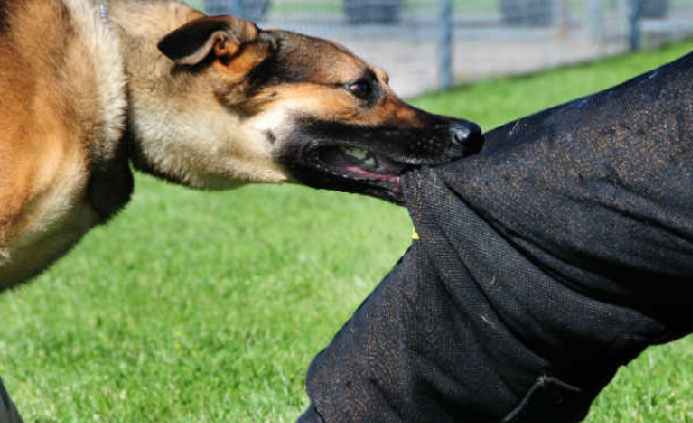 Supreme Court lawyer Kunal Chatterjee attacked by 5 dogs, asks SC to take suo-moto cognisance of increasing menace of dog bites