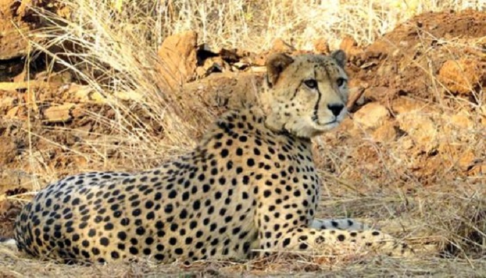 ‘Cheetah project on the right path to becoming successful’: Findings of government report