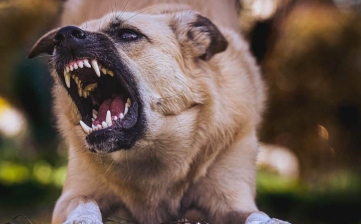 Ghaziabad rabies death: Accused woman yet to show vaccination documents for all her pets, locals scared of stray dogs as victim family awaits justice