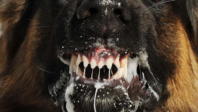 Rabies death in Ghaziabad