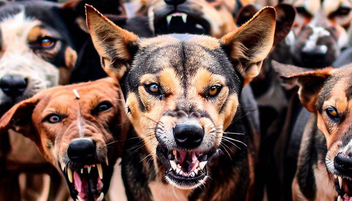 25 dog bite cases reported in a single day in Ghaziabad, administration issues advisory