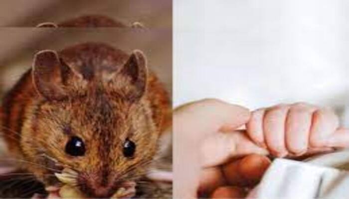 US: Rats chew 6-month-old baby’s body parts, 50 bite marks found on body of the infant kept in a trash-filled rat-infested room