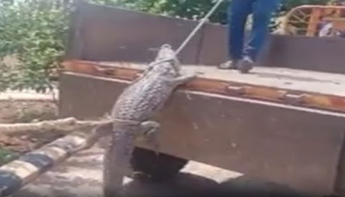 Karnataka: Farmers demanding power supply in Vijayapura take crocodile to electricity office as a sign of protest