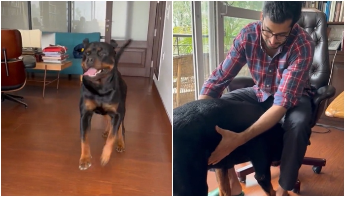 ‘Henry is back home’: Advocate Jai Anant Dehadrai shares video of his beloved dog, had alleged ‘Mahua Moitra kidnapped him’