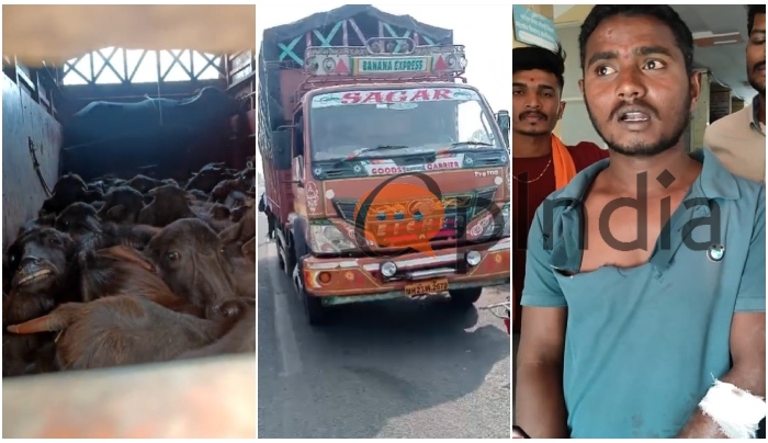 Satara: Gorakshak attacked by smugglers with sharp knife in Phaltan for stopping truck carrying cattle illegally, 2 booked