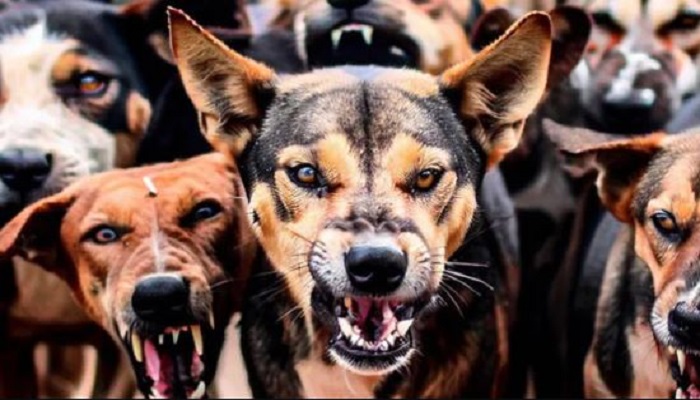Bengaluru: Retired teacher dies after 10-12 stray dogs attack her during morning walk