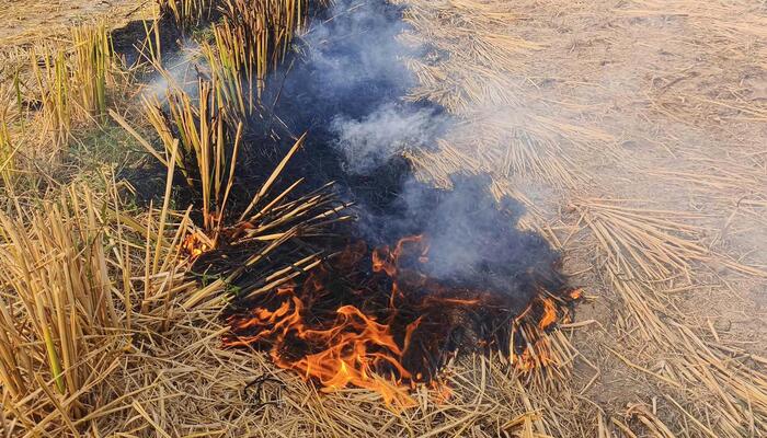 Punjab records 2000 stubble burning incidents in single a day, govt orders FIR against farmers