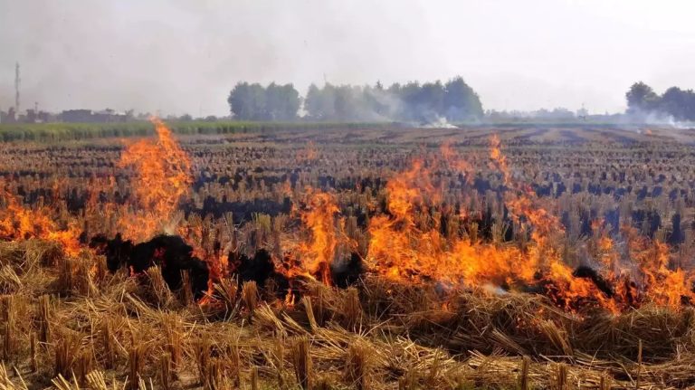 93% of 22,644 stubble burning events from September 15 to November 7 took place in Punjab, Haryana’s share was 7%