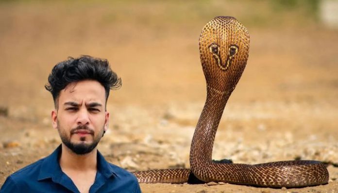 As Elvish Yadav is accused of throwing rave parties with snake venom, here is how the toxic saliva is abused in India