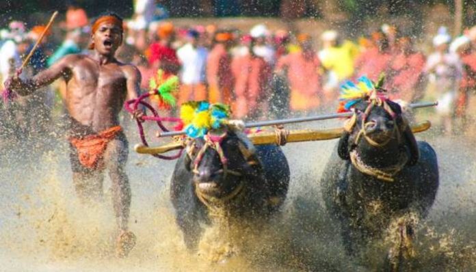 Bengaluru Kambala