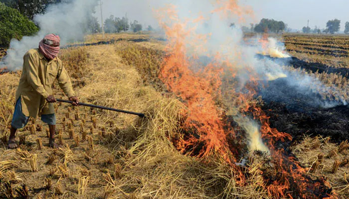 After a brief halt during the SC hearing, stubble burning in Punjab is back with a vengeance as Delhi chokes: 1600 fires raging across the state