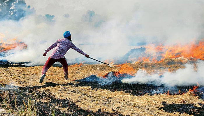 Despite Bhagwant Mann government’s tall promises of stopping stubble burning in Punjab, the state saw 35,000+ farm fires this season