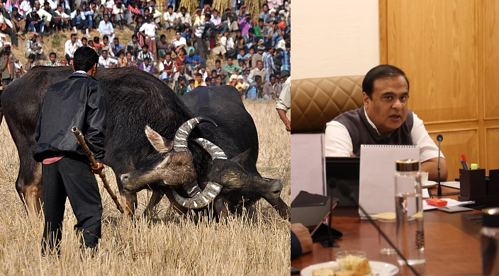 Assam cabinet gives nod to traditional buffalo fights during Magh Bihu, to issue detailed SOP to ensure no torture