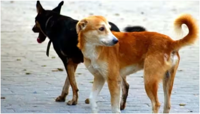 Odisha HC asks Puri civic body to pay Rs 10 lakhs for dog bite death