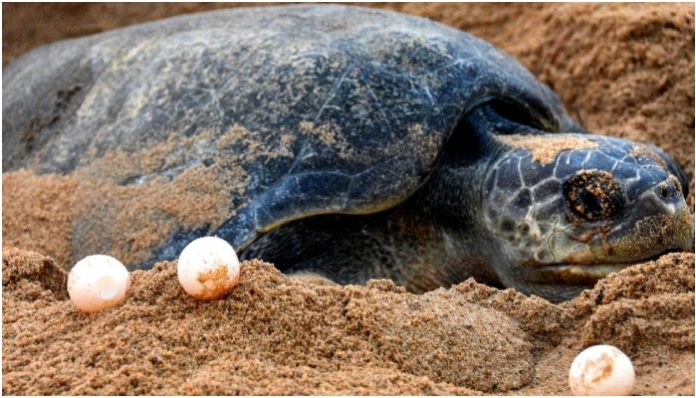Odisha govt bans fishing, DRDO stops missile testing to allow critically endangered sea turtles survive