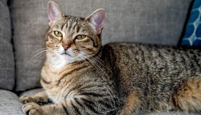 UP: Pet cat bites Imtiazuddin and his son Azim in Kanpur; both die of rabies within a week