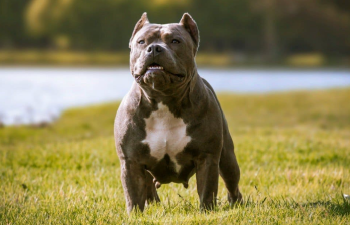 Pitbull attacks Ludhiana woman