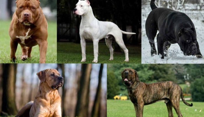 Decide in 3 months representation to ban dangerous dog breeds: Delhi HC asks Centre, stresses need to promote local breeds of dogs