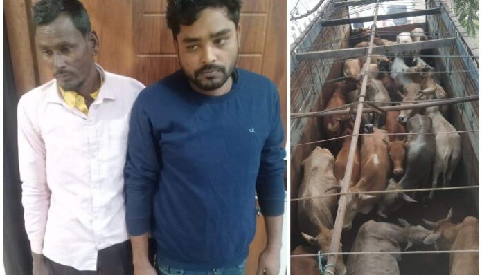 The apprehended cow smugglers.