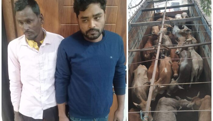 Guwahati police rescue 252 cows being taken to Meghalaya before Christmas, nab 14 cattle smugglers operating near the Assam-Meghalaya border