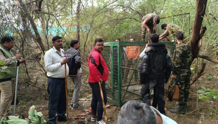 A cage has been set up to capture the wild cat.
