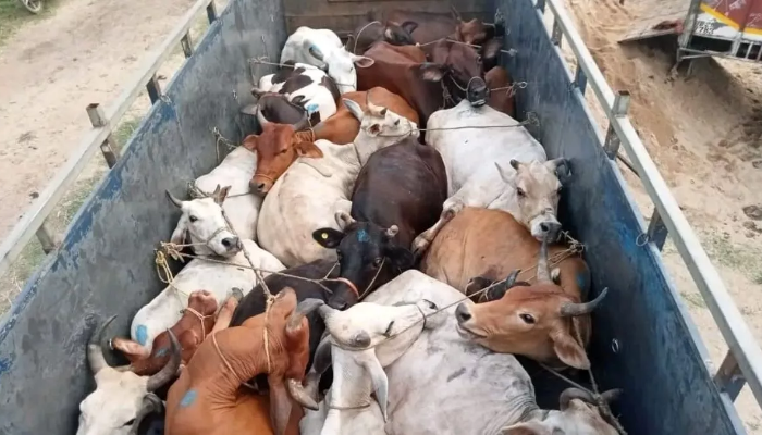 Odisha: Bajrang Dal encounters violent confrontation with cattle smugglers from ‘Samuday Vishesh’, 10 members injured