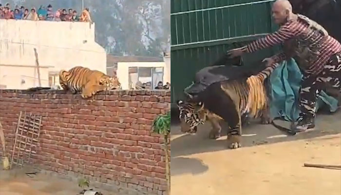 Tigeress resting on a wall in UP’s Pilibhit creates a frenzy, draws massive crowds to catch a glimpse of the big cat