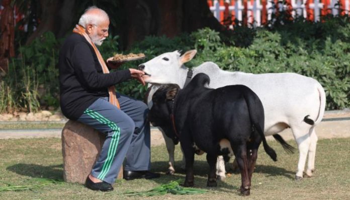 PM Modi's pictures feeding indegenous breed of cows go viral on social media
